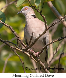 Mourning Collared-Dove - © James F Wittenberger and Exotic Birding LLC Mourning Collared-Dove - © James F Wittenberger and Exotic Birding LLC