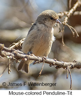 Mouse-colored Penduline-Tit - © James F Wittenberger and Exotic Birding LLC Mouse-colored Penduline-Tit - © James F Wittenberger and Exotic Birding LLC