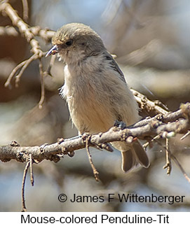 Mouse-colored Penduline-Tit - © James F Wittenberger and Exotic Birding LLC