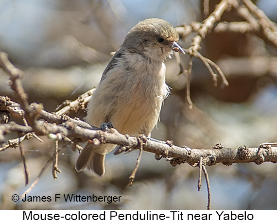 Mouse-colored Penduline-Tit - © James F Wittenberger and Exotic Birding LLC