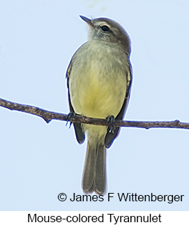 Mouse-colored Tyrannulet - © James F Wittenberger and Exotic Birding LLC Mouse-colored Tyrannulet - © James F Wittenberger and Exotic Birding LLC
