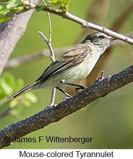 Mouse-colored Tyrannulet - © James F Wittenberger and Exotic Birding LLC