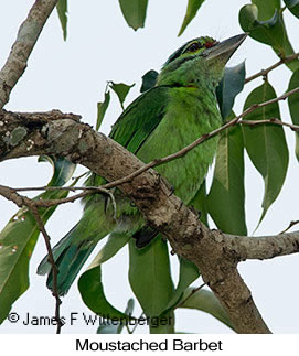 Moustached Barbet - © James F Wittenberger and Exotic Birding LLC