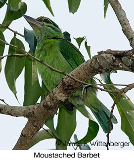 Moustached Barbet - © James F Wittenberger and Exotic Birding LLC