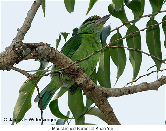 Moustached Barbet - © James F Wittenberger and Exotic Birding LLC