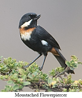 Moustached Flowerpiercer - © James F Wittenberger and Exotic Birding LLC