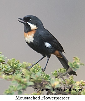 Moustached Flowerpiercer - © James F Wittenberger and Exotic Birding LLC