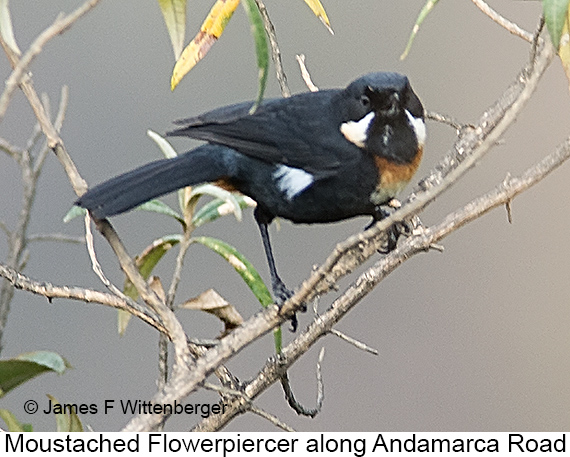 Moustached Flowerpiercer - © James F Wittenberger and Exotic Birding LLC