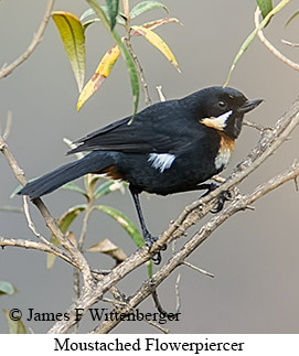 Moustached Flowerpiercer - © James F Wittenberger and Exotic Birding LLC