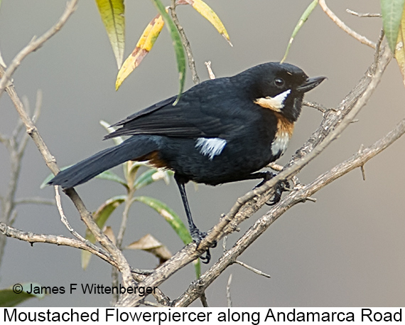 Moustached Flowerpiercer - © James F Wittenberger and Exotic Birding LLC