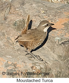 Moustached Turca - © James F Wittenberger and Exotic Birding LLC Moustached Turca - © James F Wittenberger and Exotic Birding LLC