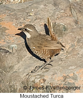 Moustached Turca - © James F Wittenberger and Exotic Birding LLC