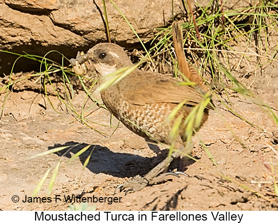Moustached Turca - © James F Wittenberger and Exotic Birding LLC Moustached Turca - © James F Wittenberger and Exotic Birding LLC