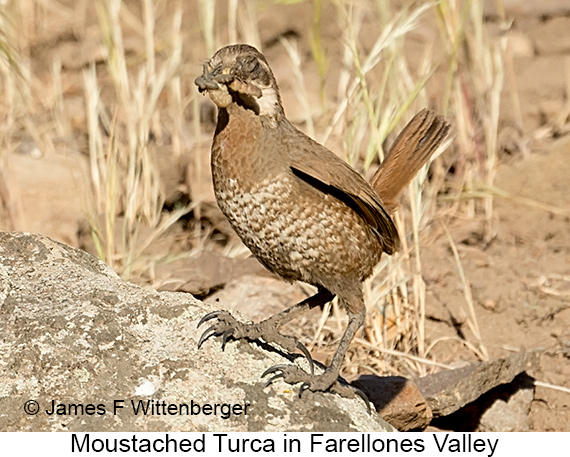 Moustached Turca - © James F Wittenberger and Exotic Birding LLC Moustached Turca - © James F Wittenberger and Exotic Birding LLC