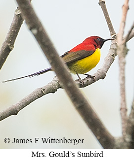 Mrs. Gould's Sunbird - © James F Wittenberger and Exotic Birding LLC