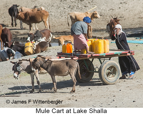 Mule Cart - © James F Wittenberger and Exotic Birding LLC Mule Cart - © James F Wittenberger and Exotic Birding LLC