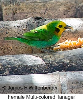 Multicolored Tanager - © James F Wittenberger and Exotic Birding LLC