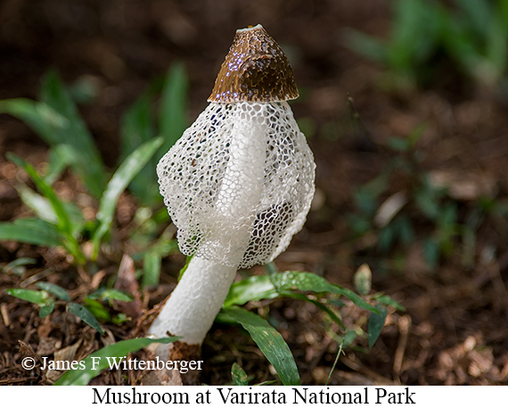 Mushroom - © The Photographer and Exotic Birding LLC