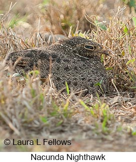 Nacunda Nighthawk - © Laura L Fellows and Exotic Birding LLC