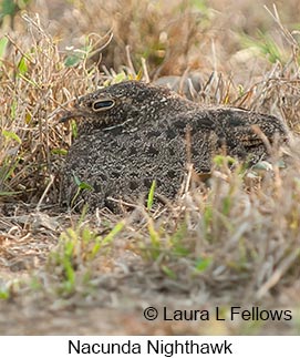 Nacunda Nighthawk - © Laura L Fellows and Exotic Birding LLC