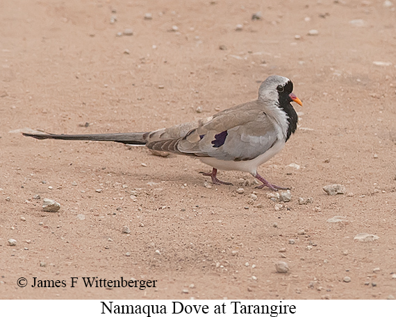 Namaqua Dove - © The Photographer and Exotic Birding LLC
