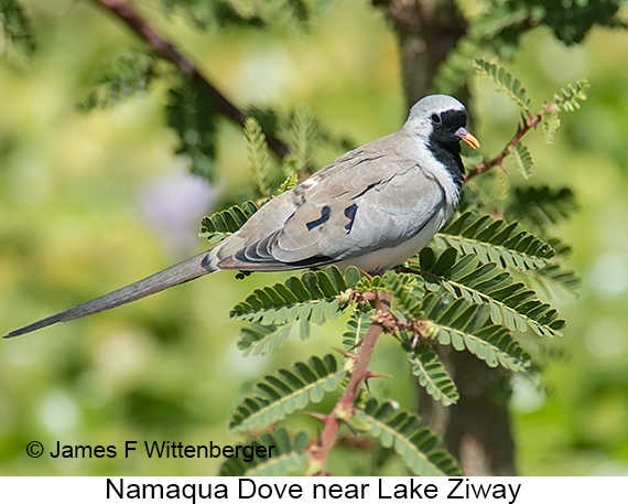 Namaqua Dove - © James F Wittenberger and Exotic Birding LLC Namaqua Dove - © James F Wittenberger and Exotic Birding LLC