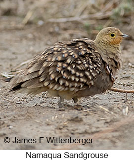 Namaqua Sandgrouse - © James F Wittenberger and Exotic Birding LLC