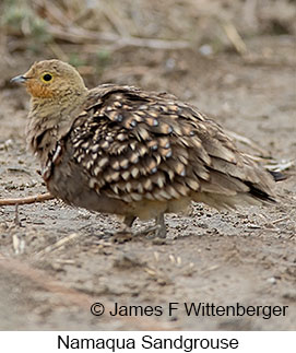 Namaqua Sandgrouse - © James F Wittenberger and Exotic Birding LLC