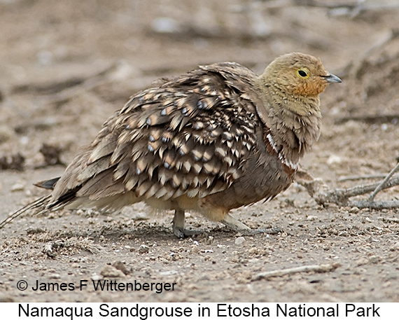 Namaqua Sandgrouse - © James F Wittenberger and Exotic Birding LLC Namaqua Sandgrouse - © James F Wittenberger and Exotic Birding LLC