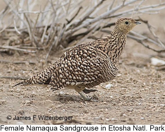 Namaqua Sandgrouse - © James F Wittenberger and Exotic Birding LLC