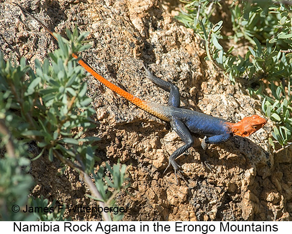 Namibian-rock Agama - © James F Wittenberger and Exotic Birding LLC
