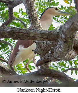 Rufous Night-Heron - &copy; James F Wittenberger and Exotic Birding LLC