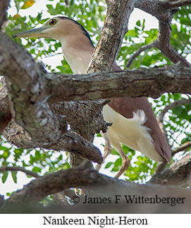 Rufous Night-Heron - © James F Wittenberger and Exotic Birding LLC