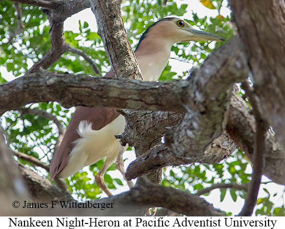 Rufous Night-Heron - © James F Wittenberger and Exotic Birding LLC