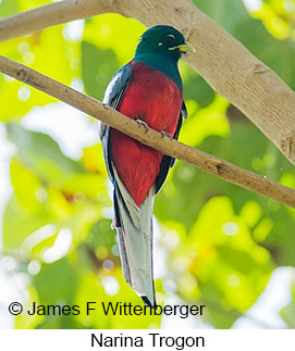 Narina Trogon - © James F Wittenberger and Exotic Birding LLC