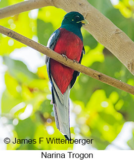 Narina Trogon - © James F Wittenberger and Exotic Birding LLC Narina Trogon - © James F Wittenberger and Exotic Birding LLC