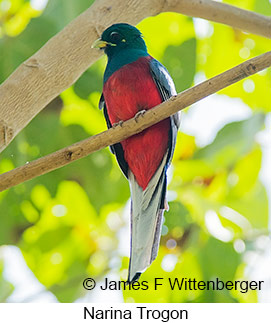 Narina Trogon - &copy; James F Wittenberger and Exotic Birding LLC