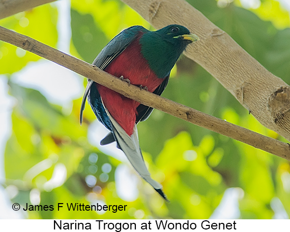 Narina Trogon - © James F Wittenberger and Exotic Birding LLC