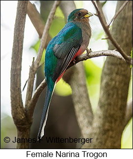 Narina Trogon - &copy; James F Wittenberger and Exotic Birding LLC