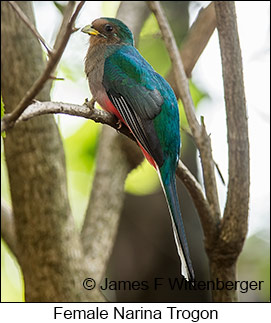 Narina Trogon - © James F Wittenberger and Exotic Birding LLC