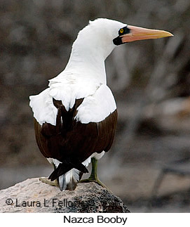 Nazca Booby - © Laura L Fellows and Exotic Birding LLC