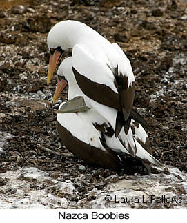 Nazca Booby - © Laura L Fellows and Exotic Birding LLC