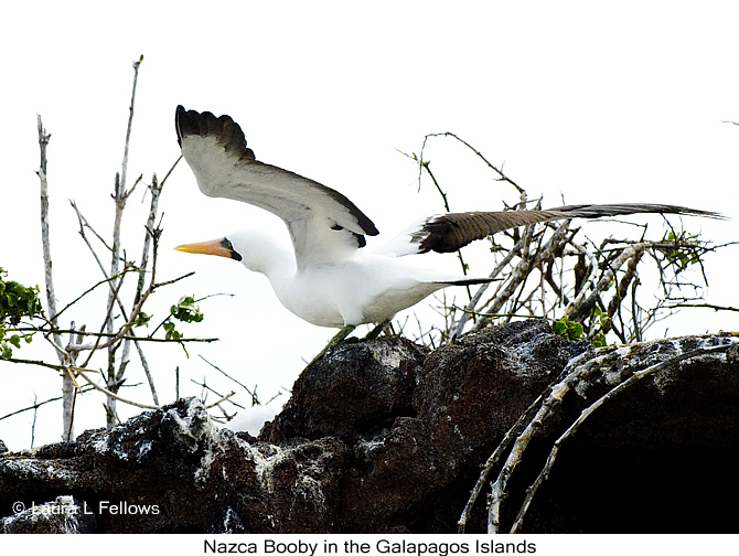 Nazca Booby - &copy; Laura L Fellows and Exotic Birding tours