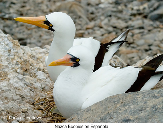 Nazca Booby - © James F Wittenberger and Exotic Birding LLC