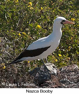 Nazca Booby - © Laura L Fellows and Exotic Birding LLC