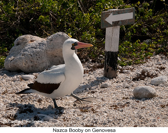 Nazca Booby - © Laura L Fellows and Exotic Birding LLC