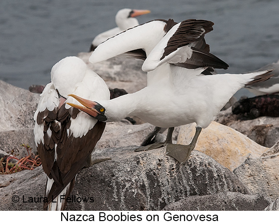 Nazca Booby - © James F Wittenberger and Exotic Birding LLC