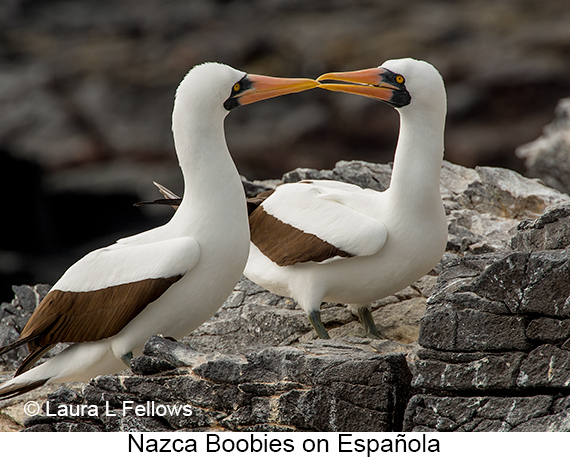 Nazca Booby - © James F Wittenberger and Exotic Birding LLC