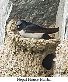 Nepal House-Martin - © James F Wittenberger and Exotic Birding LLC