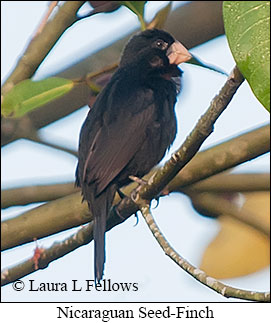 Nicaraguan Seed-Finch - &copy; Laura L Fellows and Exotic Birding LLC